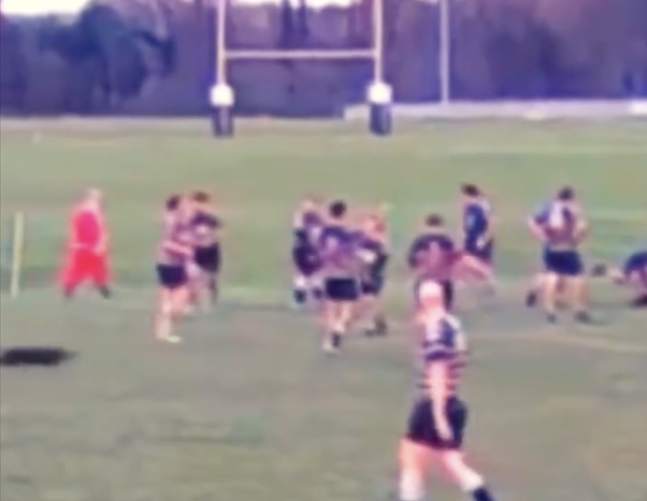 Rugby : en vidéo, un rugbyman amateur plaqué par un chevreuil